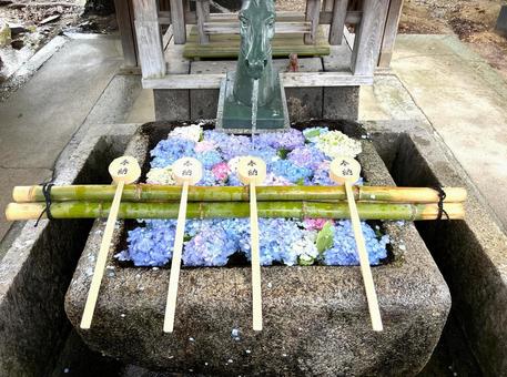 Hydrangea Chozuya, JPG