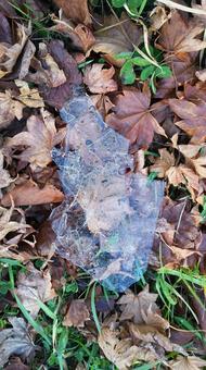 冬の訪れ 落ち葉,氷,冬の写真素材