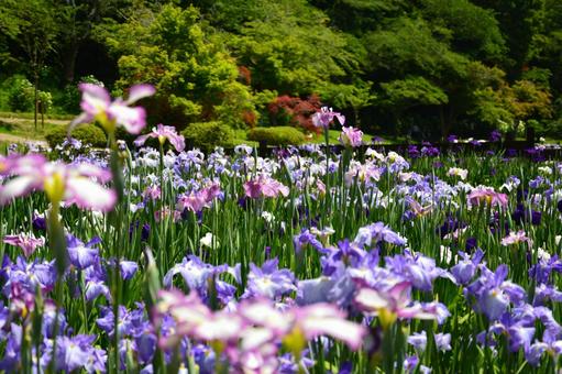 満開の花菖蒲 満開の花菖蒲の写真
