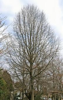 アメリカガシワ アメリカガシワ,亜米利加柏,アメリカナラの写真素材