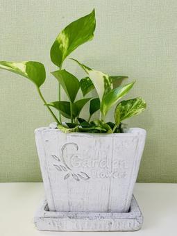 ポトス ポトス,グリーン,観葉植物の写真素材