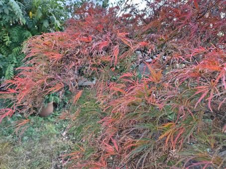 紅葉 秋,ピンク,かわいいの写真素材