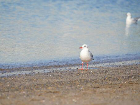 Black-headed gull 2 walk, uricamome, seagull, chodzić, JPG