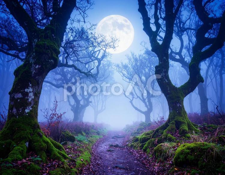 満月の夜、神秘の森の道 森,林,木の写真素材