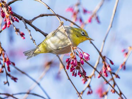 桜とメジロ・サクジロー 桜とメジロ・サクジローの写真