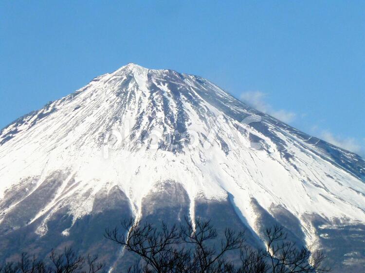 快晴の富士山と木 富士山,樹木,青空の写真素材