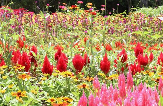 ケイトウが咲く花壇 ケイトウ,花,植物の写真素材