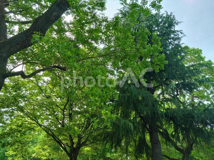 木漏れ日 桜,樹木,木の写真素材