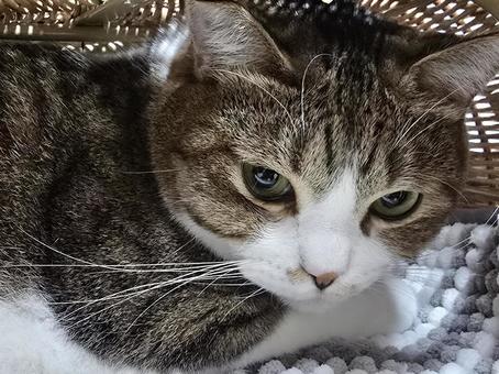 籠の中の猫 猫,ネコ,ペットの写真素材