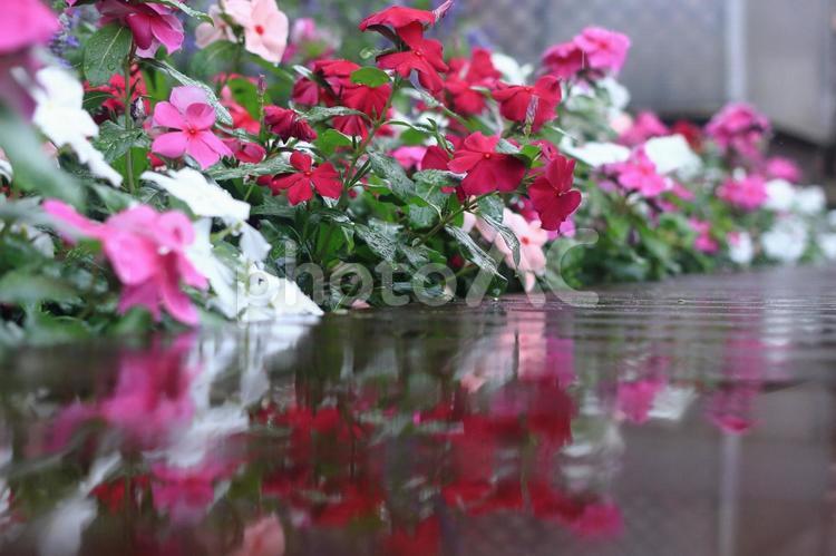 水も滴る梅雨の妖艶 ピンク,花,美しいの写真素材