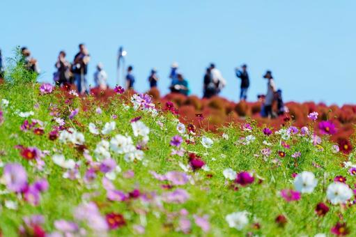 Cosmos blooming on a sunny day, JPG Cosmos blooming on a sunny day, JPG