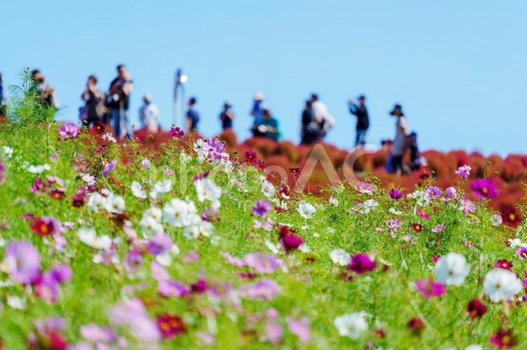 晴天の日に咲き誇るコスモス 花,人物なし,植物の写真素材