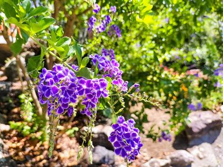 デュランタの花　伊豆下田の寝姿山にての写真