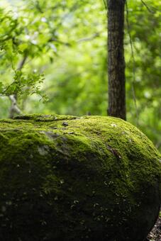 新緑のコケに覆われた岩 苔,自然,岩の写真素材
