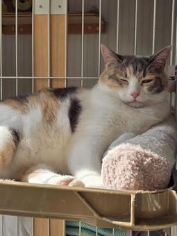 まったりする猫 猫,ネコ,三毛猫の写真素材