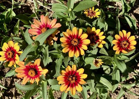 花★ジニア（百日草） 花,ジニア,百日草の写真素材