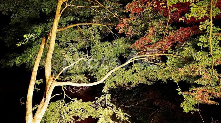千葉県養老渓谷　夜の粟又の滝付近の紅葉 紅葉,粟又の滝,養老渓谷の写真素材