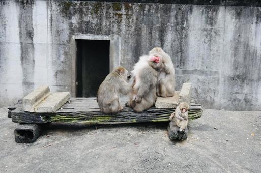 Japanese monkey, JPG Japanese monkey, JPG