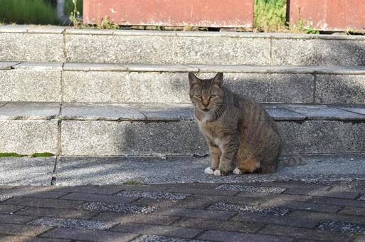 野良猫の写真