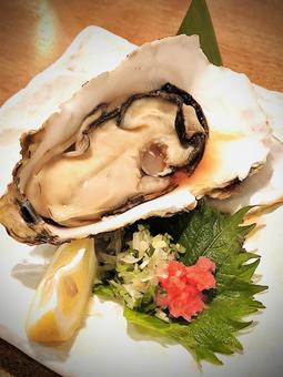 新鮮で美味しい大つぶの生牡蠣 カキ,牡蠣,生牡蠣の写真素材