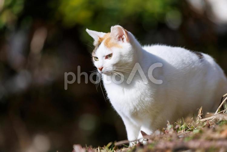 京都哲学の道での野良猫 野良猫,猫,動物の写真素材