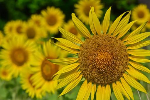 ヒマワリの花 ヒマワリの花 ひまわり,ひまわり畑,アウトドアの写真素材