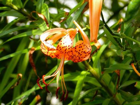 [Flower photo] Tiger lily, JPG