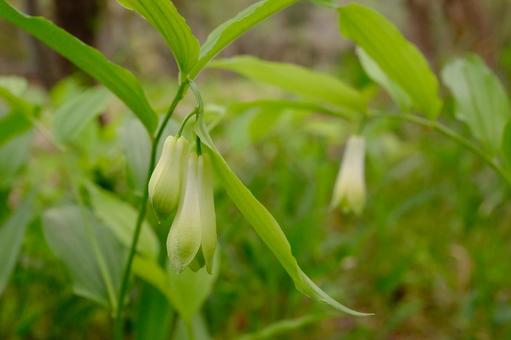 ホウチャクソウの写真
