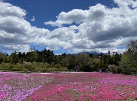 芝桜④ 芝桜,富士芝桜まつり,山梨の写真素材