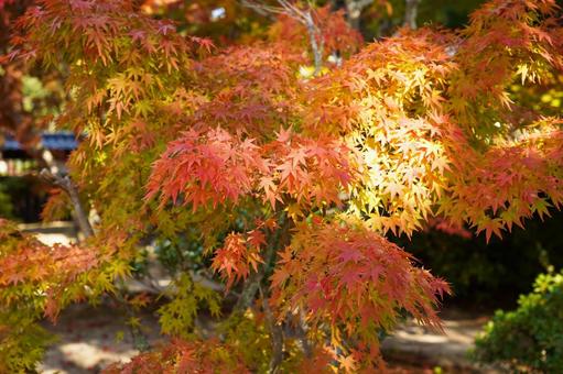 毛利氏庭園の紅葉 紅葉,風景,秋の写真素材