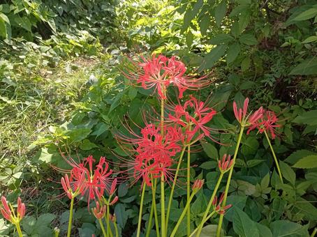 日陰に群生する赤い彼岸花 ヒガンバナ,曼珠沙華,赤色の写真素材