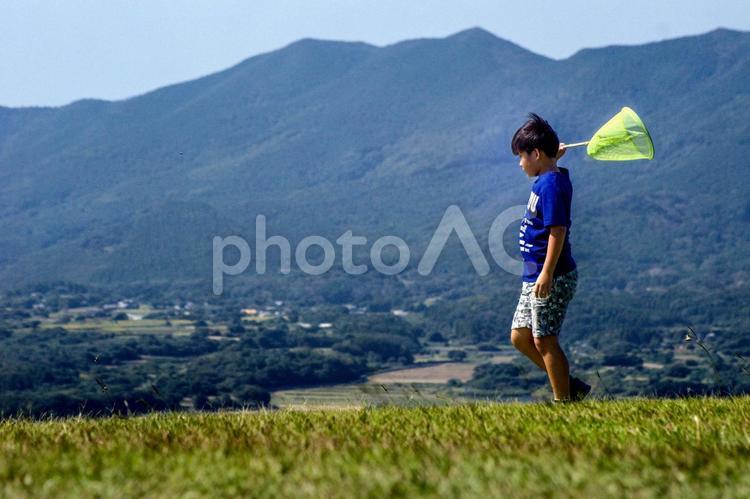 ＜素材＞夏の公園で虫取りをする男の子 子供,昆虫採集,空の写真素材