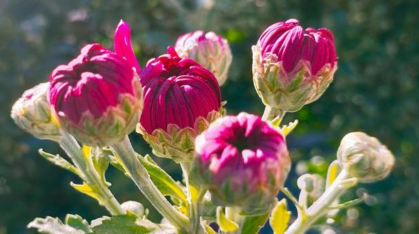 キクのツボミ-3/3 キク,ツボミ,菊の写真素材