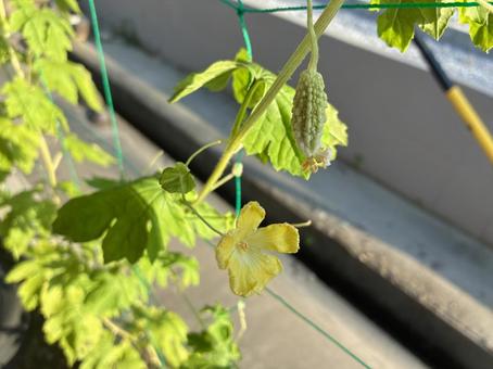Photo, bitter gourd, white gourd, flower, 