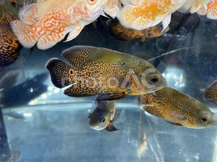 ルビーレッドオスカー 魚,生き物,カワスイの写真素材