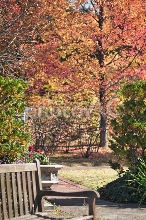 秋が深まる公園 紅葉,紅葉狩り,鮮やかの写真素材