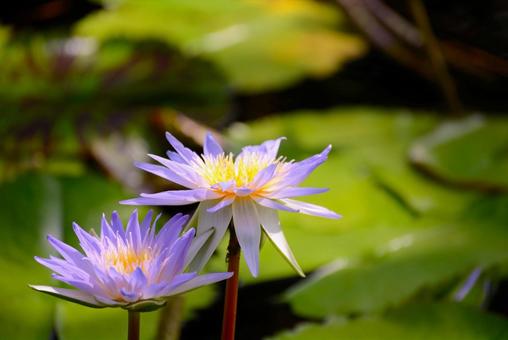 Photo, পদ্ম, ফুল, ফুল পুষ্প, 