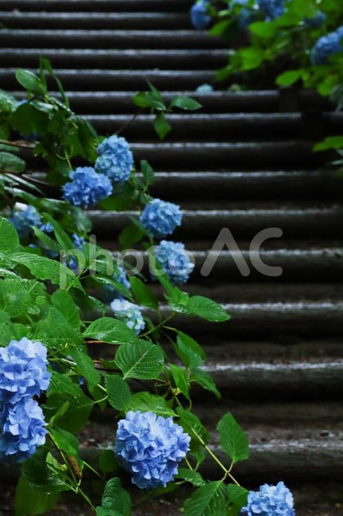 梅雨や紫陽花のイメージ あじさい,紫陽花,梅雨の写真素材