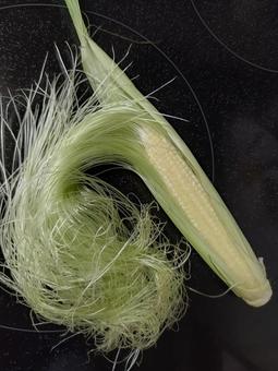 Photo, young corn, corn, chestnut, 