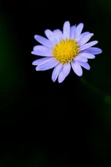 ヨメナ ヨメナの写真