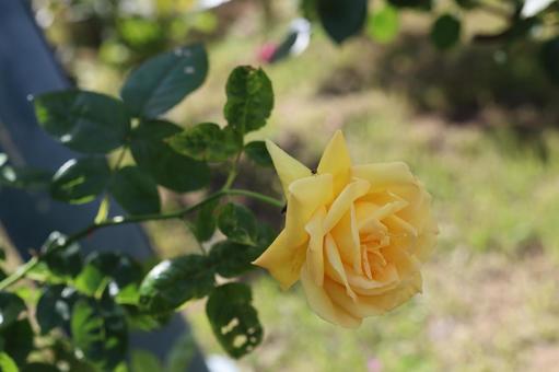 バラ園にて黄色い薔薇を撮りましたの写真