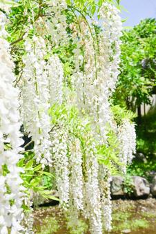 春の藤棚 藤棚,藤,藤の花の写真素材