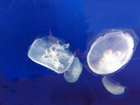 クラゲ1 水母,海月,くらげの写真素材