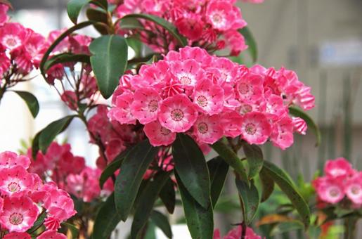 アメリカシャクナゲ サラ アメリカシャクナゲ,亜米利加石楠花,亜米利加石南花の写真素材