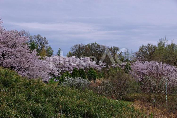 桜咲く公園風景 サクラ,桜,花の写真素材