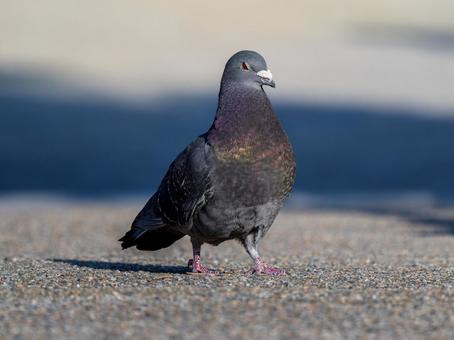 地面を歩くドバト・カワラバト 地面を歩くドバト・カワラバトの写真