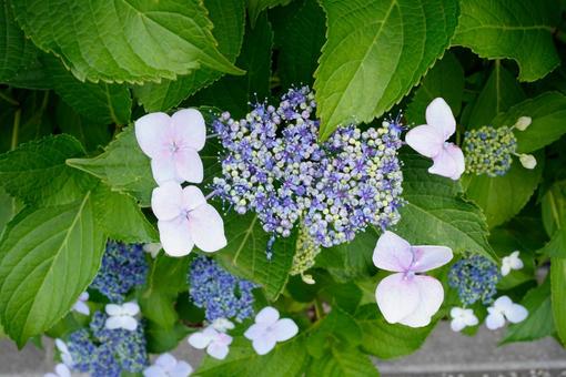 紫陽花 紫陽花の写真