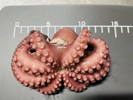 Photo, octopus, boiled octopus, sucker, 