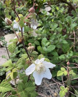 Photo, raspberry, white flower, rosaceae raspberry genus, 
