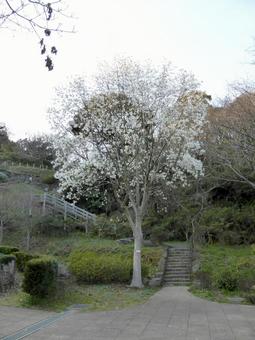 自然公園の園内に咲くコブシの花 自然公園の園内に咲くコブシの花の写真